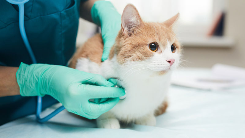 chat chez le vétérinaire